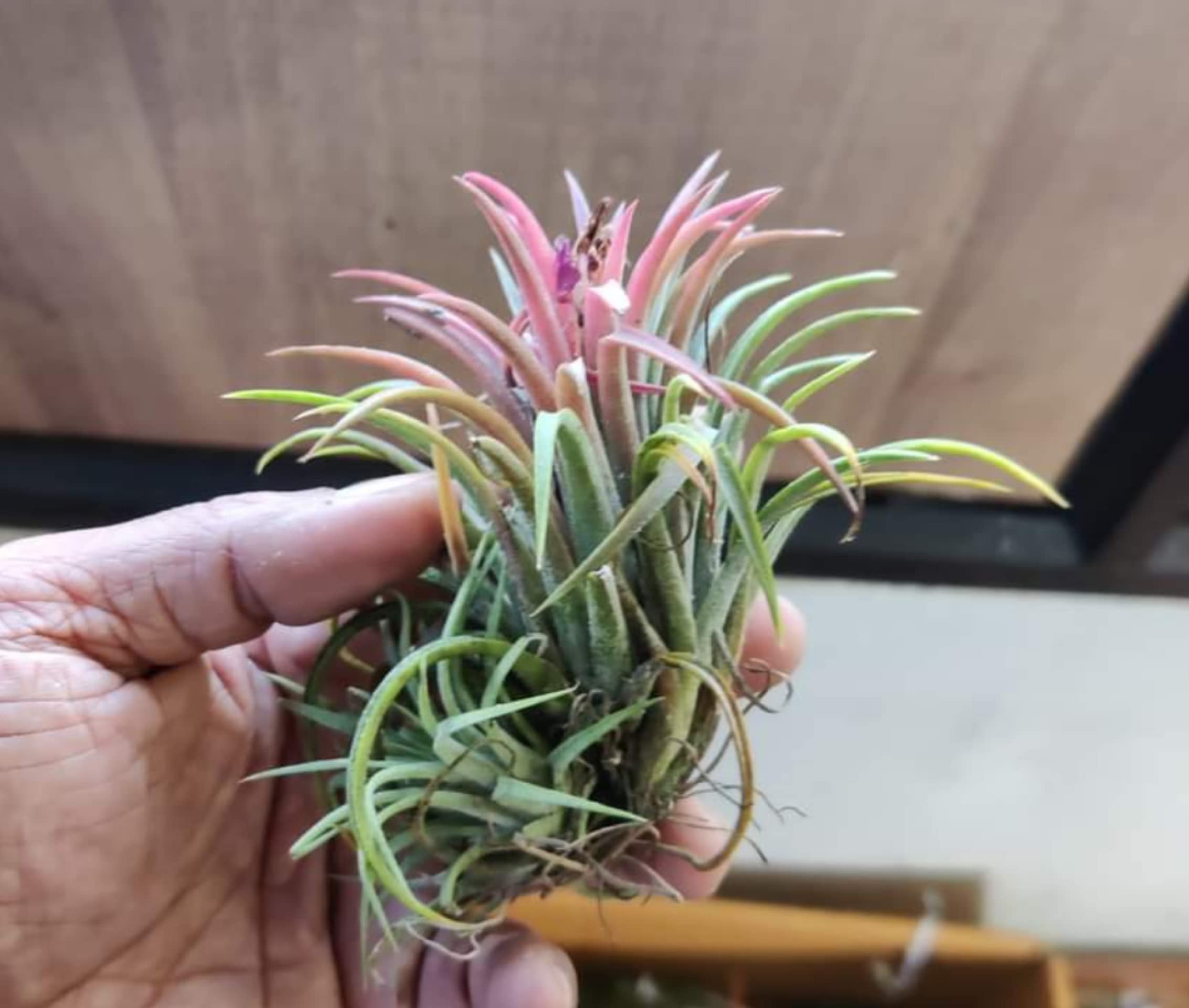 zaprics trading Tillandsia Ionantha Air Plant, Live Flower Plants